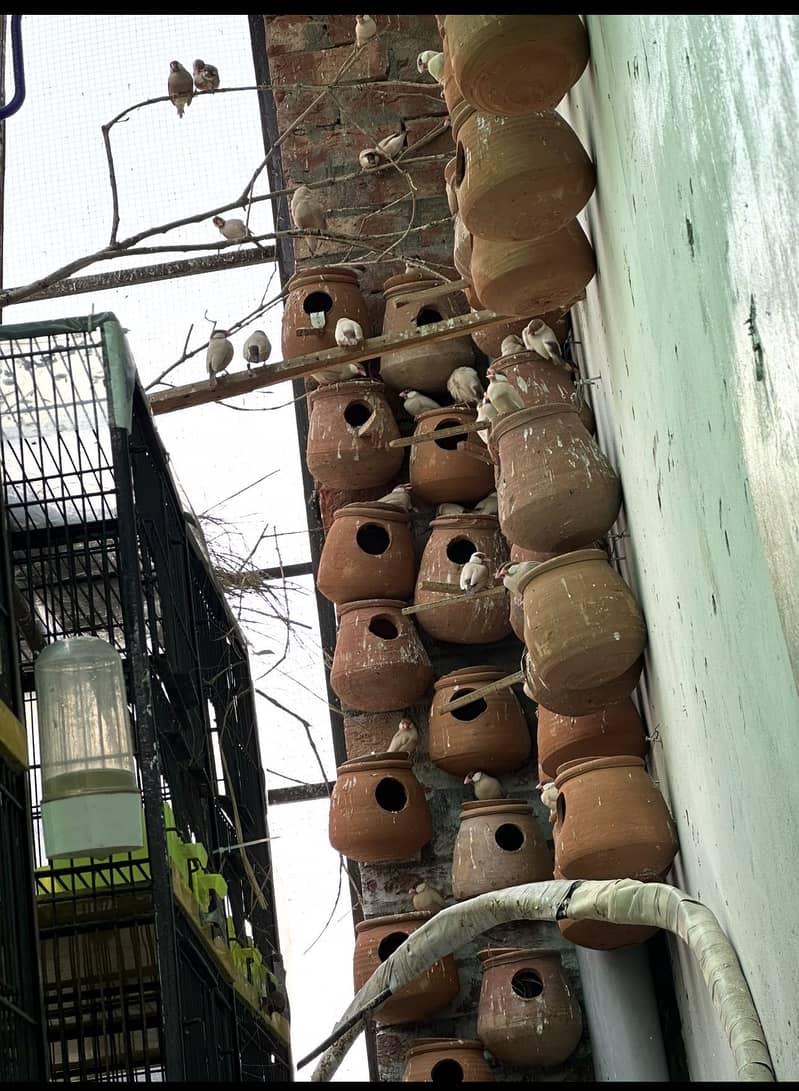 Fawn java pair 2000 2