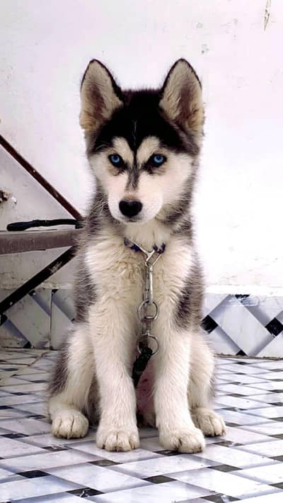 all breedr dogs available for sale puppy and adults dog Available