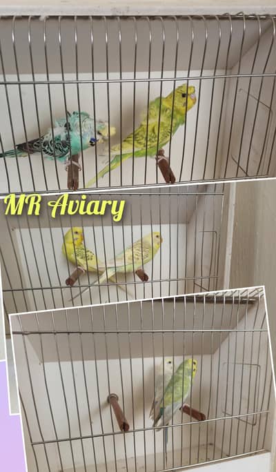 Hogoromo,fellow,Rainbow