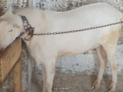 mashallah 6 dant fresh breeder quality and best for qurbani