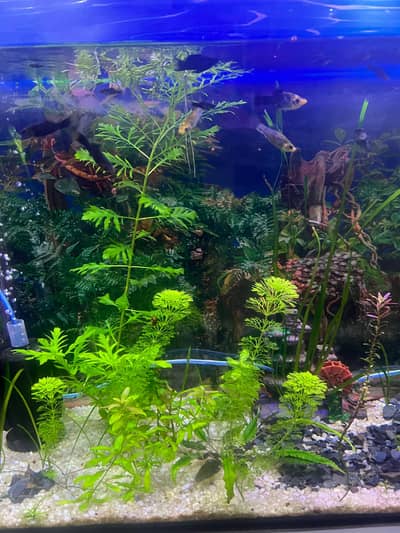fish aquarium live plants for sale in sahiwal