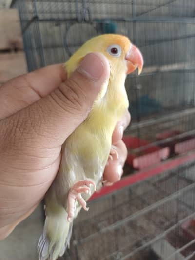 Visual Palefellow And Parblue Opline to Creamino