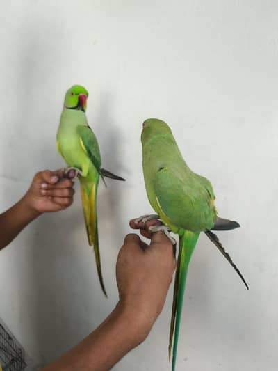ringneck parrot pair for sell