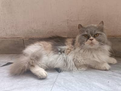 Triple coated Persian female well trained
