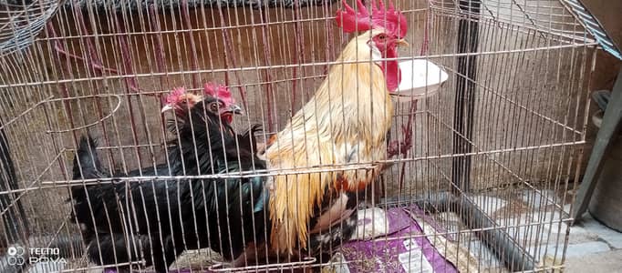 2 Female aur 1 Male Golden Desi Hens – Healthy aur Active