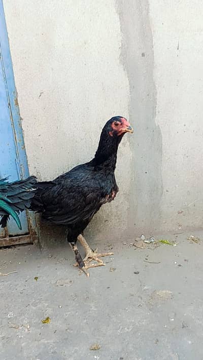 Thai Permoze Murgi Ready for eggs lying