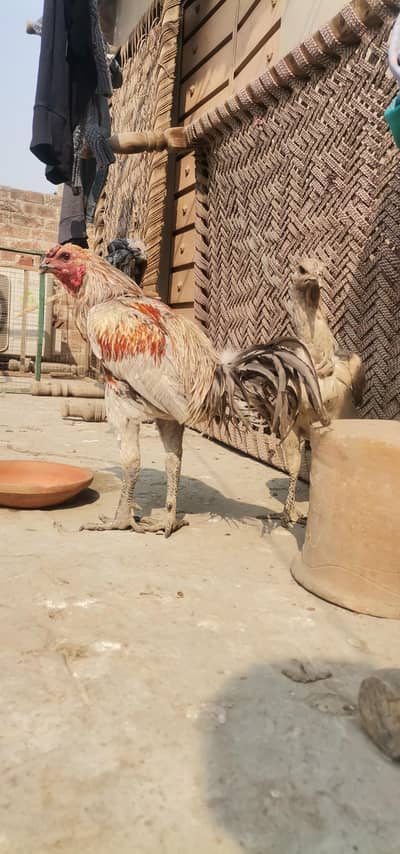 Thai dragon pair for sell