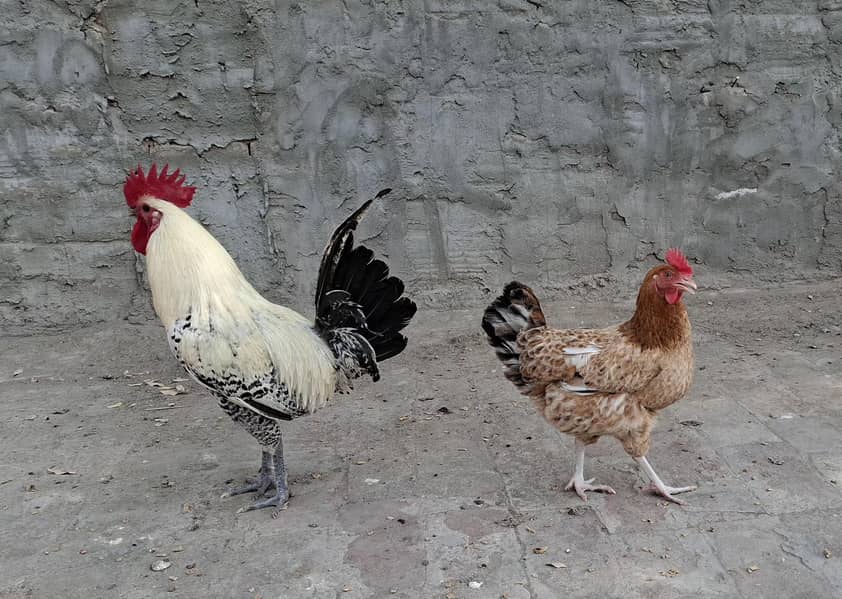 چھ مرغیاں اور ایک مرغا ہے 0