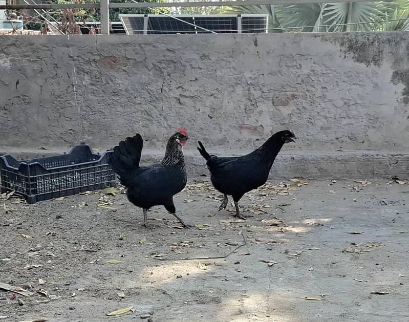 چھ مرغیاں اور ایک مرغا ہے 1