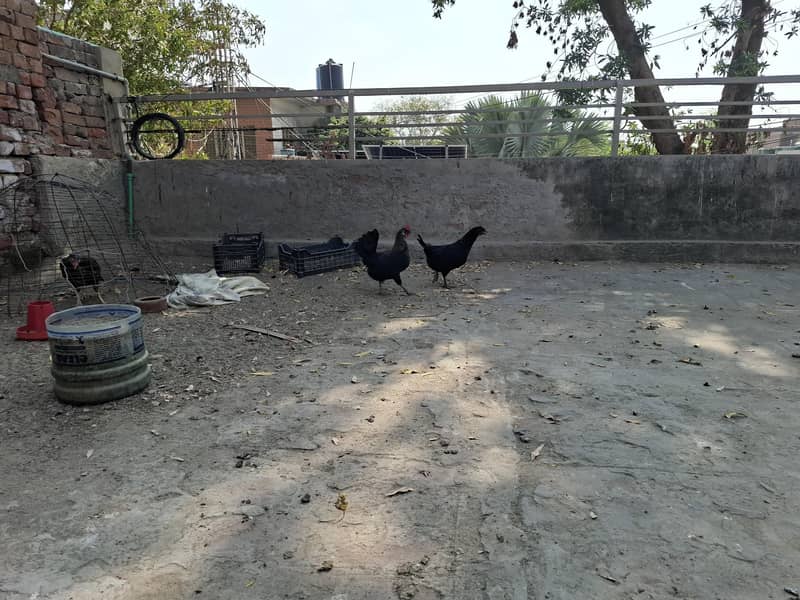 چھ مرغیاں اور ایک مرغا ہے 3