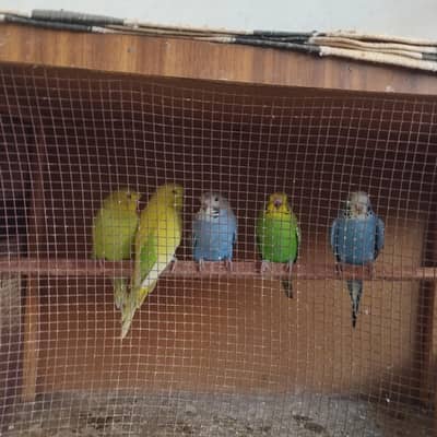 Undersize Budgies Parrot