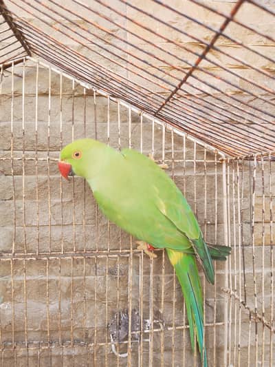 ringneck parrot baby