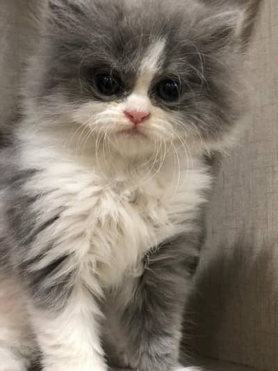 triple coated kitten grey white clr co. no. 03044299941