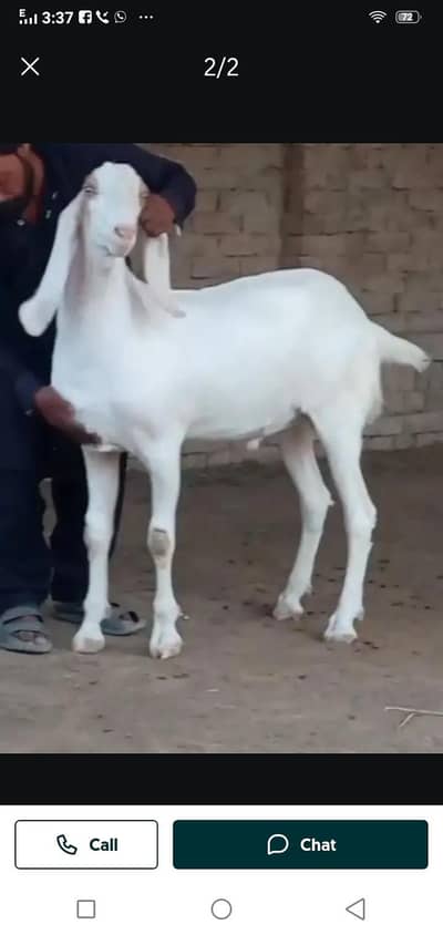 Desi betal Bakra for sale contact WhatsApp 03,,23,21,54,780