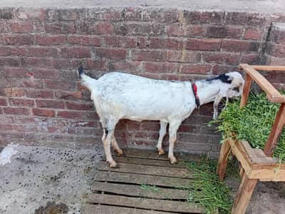 Mashallah khubsurat maki chini path