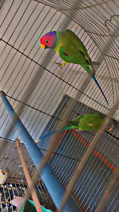 Stunning Plum-headed Parakeet Pair for Sale