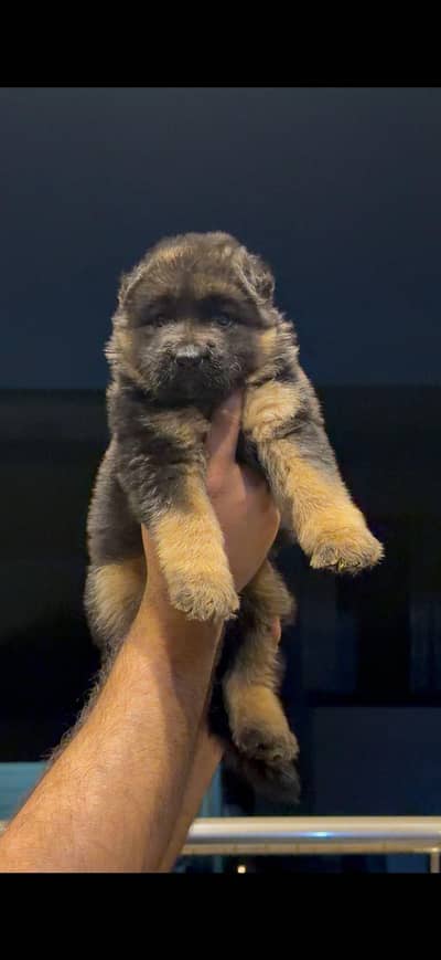 Supreme quality long coat female puppy.