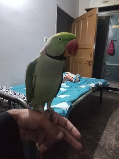 raw parrot male