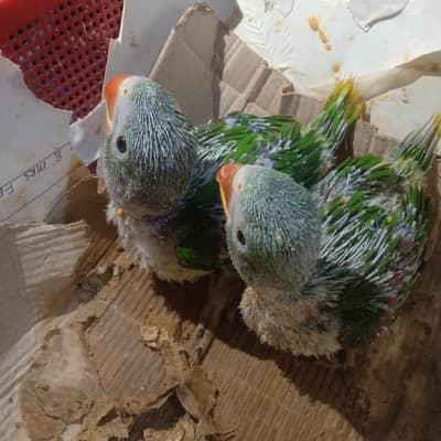 pahari kashmiri raw Alexander chicks