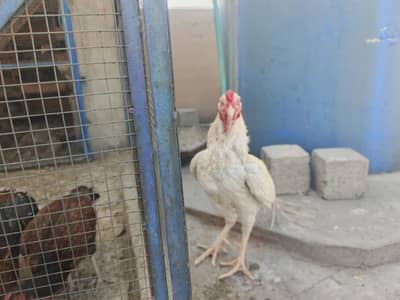 al the set up for sell total 20-. 5 male 15 female