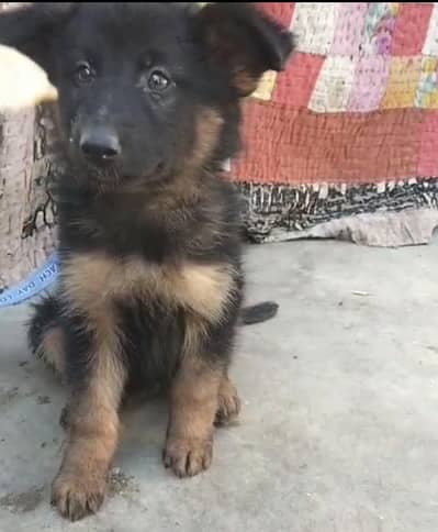 German shepherd female puppy