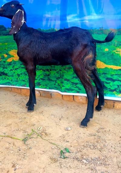 Beetal Bakri For Sale