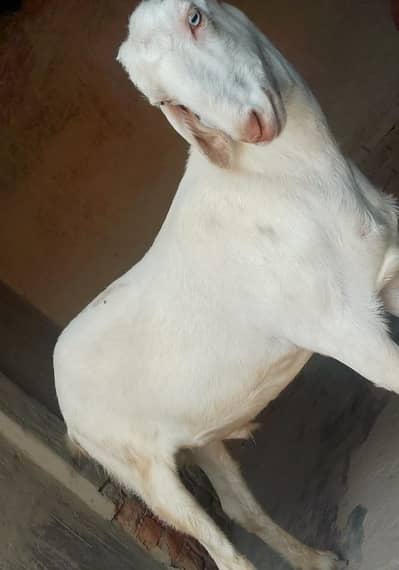 Desi betal Bakra for sale contact WhatsApp 03,,23,21,54,780