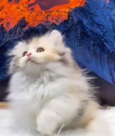 Persian Cats & Kittens for Sale may WhatsApp 03126762031