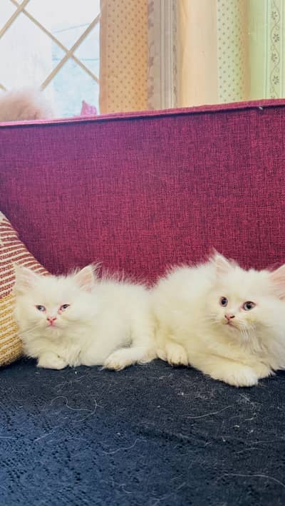 triple coated prshion kiten