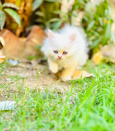 triple coated prshion kiten