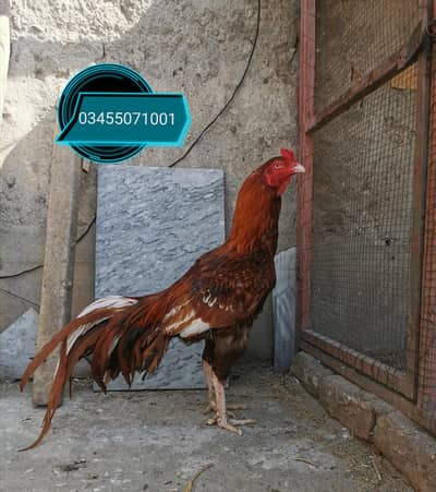 Pure Mianwali aseels