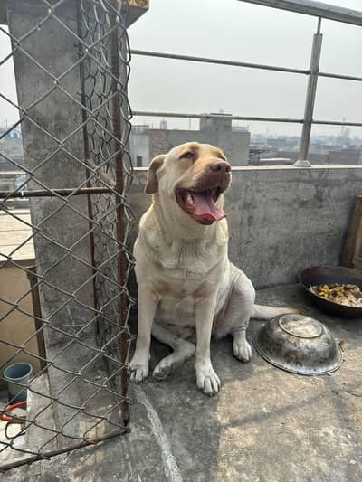 White/brown labrador