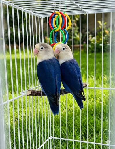 Voilet blue feshree B2