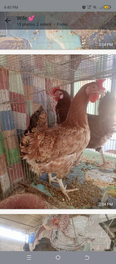 golden misri with big heavy cage my number 03112297017