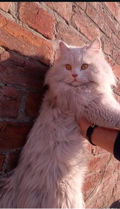 Title: Cute & Healthy Male Cat “Golu” for Sale