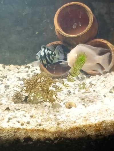 Breeding Pair ,& Some other Fish for Sale