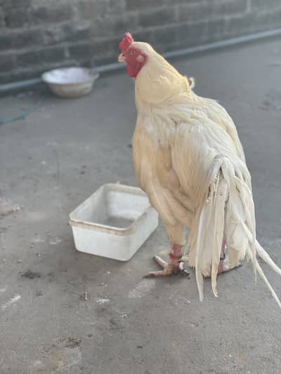 Promoze Aseel murga for sell