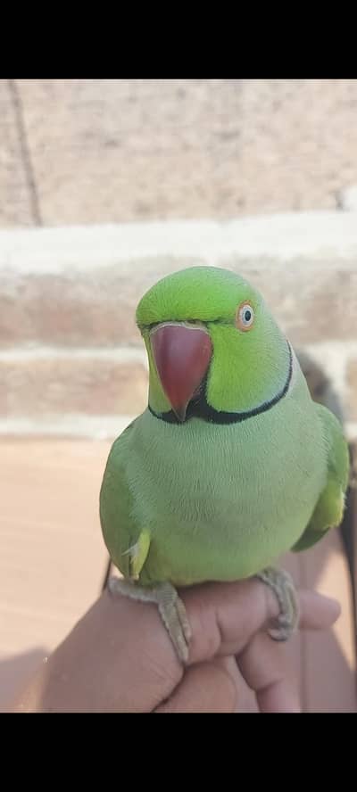 sabaz tootah boltah hai