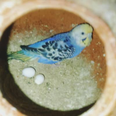 3 breeder pair or 3 pathway for sale jis na Lena ho WO rabta kra