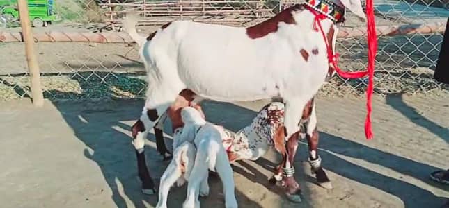 3 Bacchon Ka Sath Desi Bakri For Sale/ 03102718481