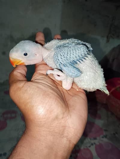 Kashmiri Raw chick jumbo size 03091489914