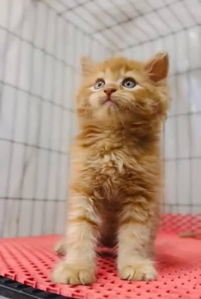 Persian Cats & Kittens for Sale may WhatsApp 03126762031