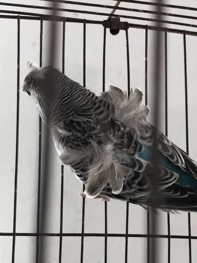 Voilet white Undersized budgies & hogoromo available