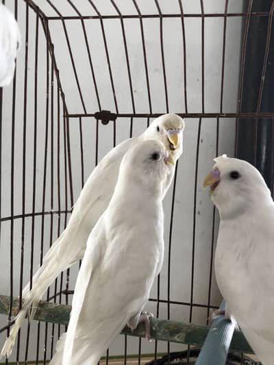 Voilet white Undersized budgies available