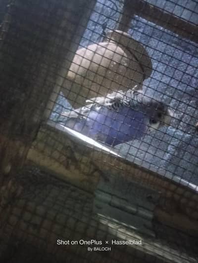 3x hogoromo splits hai Blue black wale dono MALE Hain GREY wala FEMALE