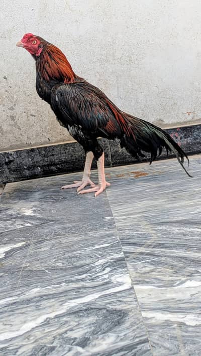 I want to sell these hens both are aseel one is lal chinna and seconds