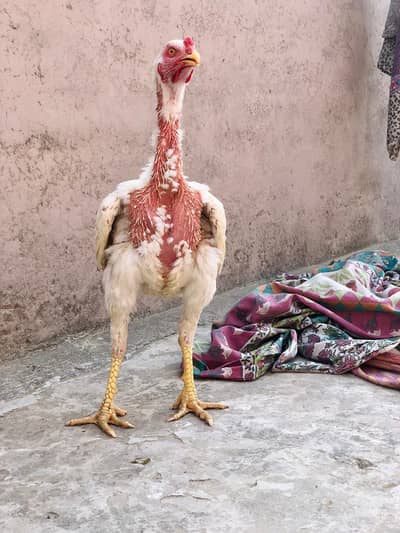 Aseel Hira/ mianwale chicks/  shamo mix birds