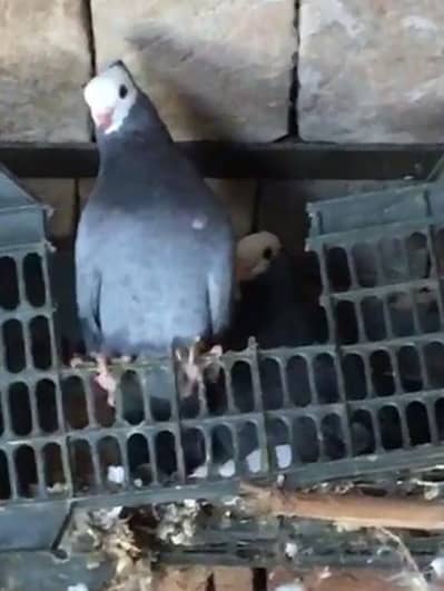 blue bar mukhi 1 Kali pathay available hain