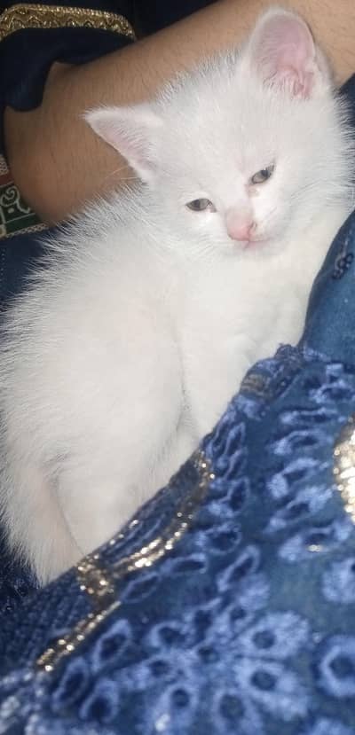 2 months old Persian baby