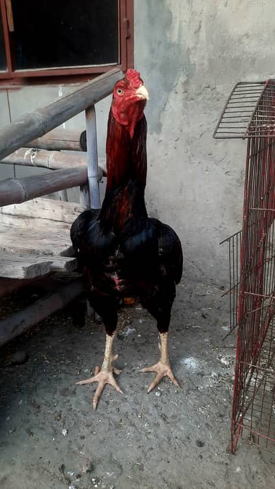 Indian rampuri aseel read add plz